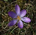 T-20150308-144946_IMG_9256-7a