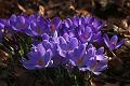 T-20150308-145240_IMG_9283-7a