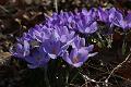 T-20150308-145248_IMG_9287-7