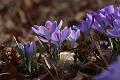 T-20150308-145318_IMG_9292-7
