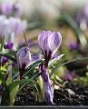 T-20150408-125547_IMG_6993aa