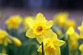 T-20150408-131316_IMG_7028a