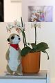 T-20150412-142017_IMG_2005-7