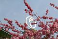 T-20150412-161843_IMG_2194-7a