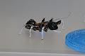 T-20150412-133808_IMG_1729-7