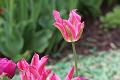 T-20150505-150048_IMG_7031-7