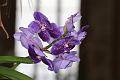 T-20150505-163241_IMG_7345-7