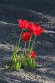 T-20150505-173746_IMG_7581-7