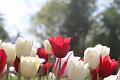 T-20150505-174729_IMG_7616-7