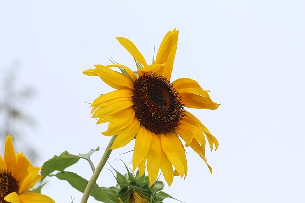 T-20150819-154551_IMG_3418-7.JPG