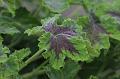 T-20150819-153932_IMG_3408-7
