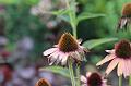 T-20150819-154252_IMG_3412-7