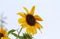 T-20150819-154551_IMG_3418-7