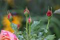 T-20150819-154650_IMG_3425-7
