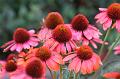 T-20150819-160256_IMG_3467-7