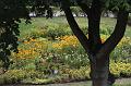 T-20150819-174232_IMG_3693-7