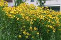 T-20150819-174633_IMG_3720-7