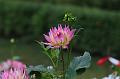 T-20150819-175415_IMG_3750-7