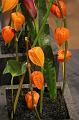 T-20150819-180950_IMG_3763-7