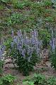T-20150819-190740_IMG_3888-7