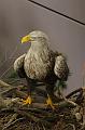 T-20150820-121944_IMG_3962-7
