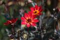 T-20150820-151612_IMG_4017-7