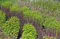 T-20150820-151720_IMG_4019-7