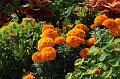 T-20150820-151738_IMG_4021-7