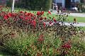 T-20150820-160052_IMG_4137-7