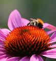 T-20150820-164342_IMG_4276-7a