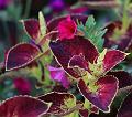 T-20150820-174640_IMG_4350-7a
