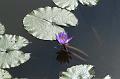 T-20150822-115108_IMG_0855-6