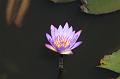 T-20150822-115238_IMG_0861-6