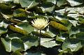 T-20150822-115322_IMG_0867-6