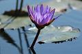 T-20150822-115656_IMG_0889-6