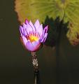 T-20150822-120001_IMG_0950-6a