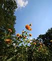T-20150822-141402_IMG_4978-7a