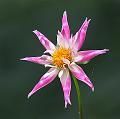 T-20150822-141623_IMG_1115-6aaaa