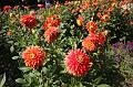 T-20150822-141922_IMG_4996-7