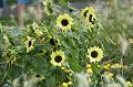 T-20150822-144800_IMG_1144-6