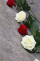 T-20151215-132930_IMG_1556-7