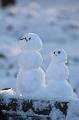 T-20160118-151836_IMG_6337-7