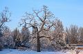 T-20160118-153744_IMG_1233-6