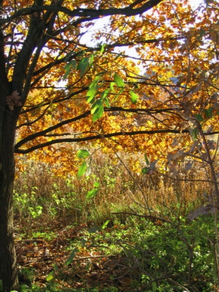 Herbstimpressionen_18.jpg
