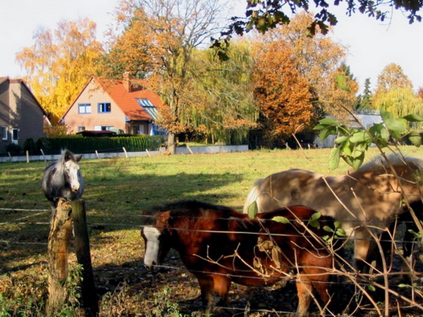 Herbstimpressionen_19.jpg
