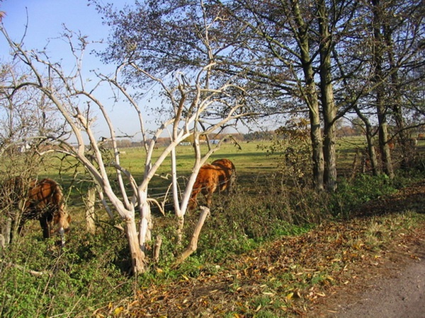 Herbstimpressionen_21.jpg