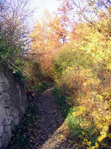 Herbstimpressionen_25.jpg