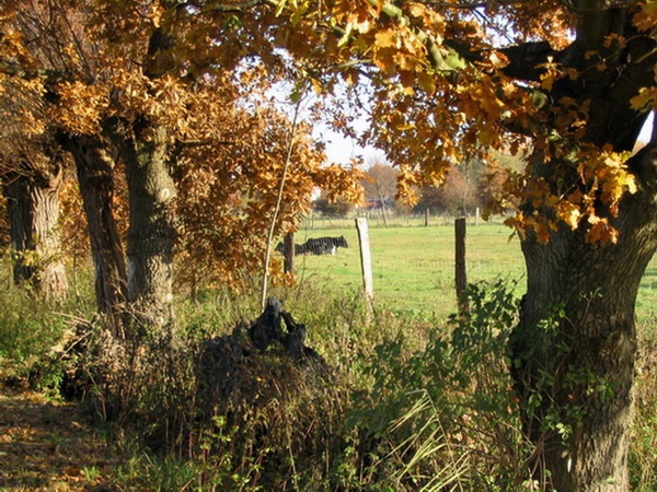 Herbstimpressionen_34.jpg