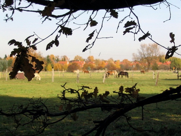 Herbstimpressionen_38.jpg