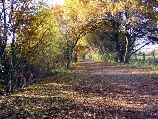 Herbstimpressionen_41.jpg